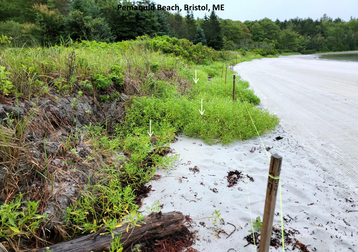 A sandy beach with arrows pointing at logs placed with vegetation growing on the top of it.
